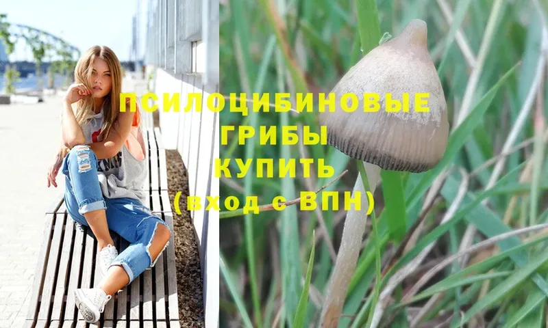 где купить наркоту  Благовещенск  Галлюциногенные грибы Psilocybine cubensis 